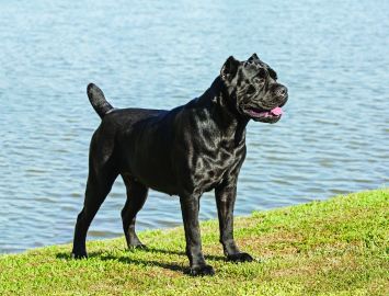 Cane Corso