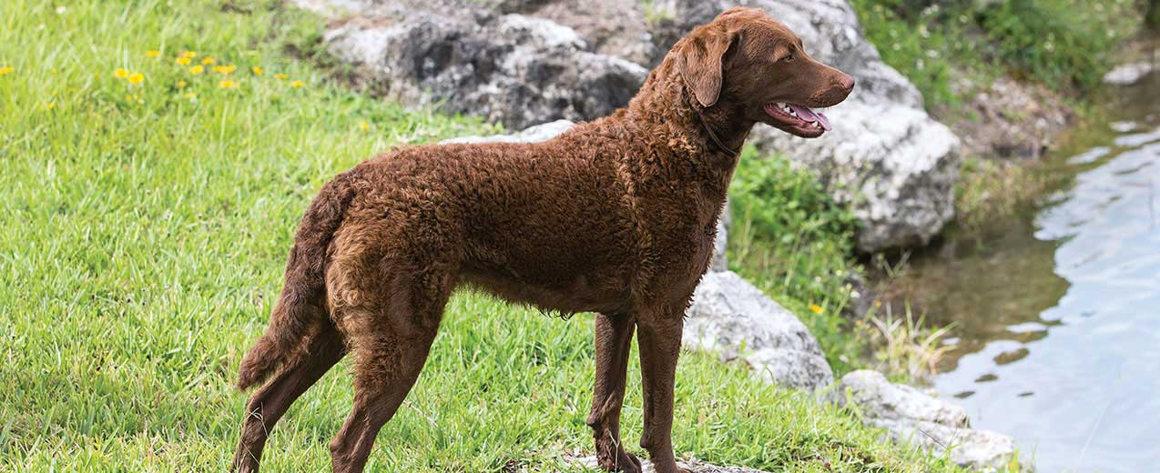 does the chesapeake bay retriever bite hard