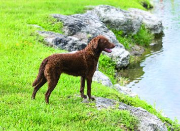 Chesapeake Bay Retriever