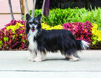 Chinese Crested Dog