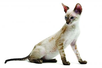 Cornish Rex