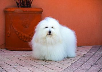 Coton de Tulear Dog Breed Profile | Petfinder