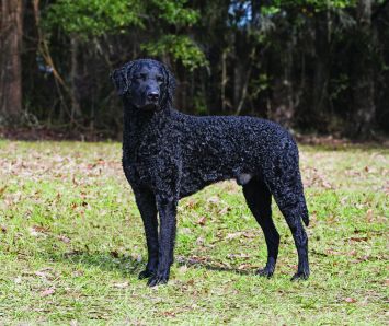 are curly coated retrievers smart dogs