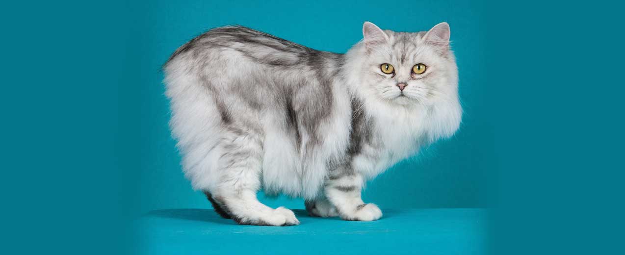 Cymric Cat Breed Profile Petfinder