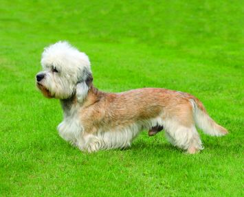 Dandie Dinmont Terrier Dog Breed Profile | Petfinder