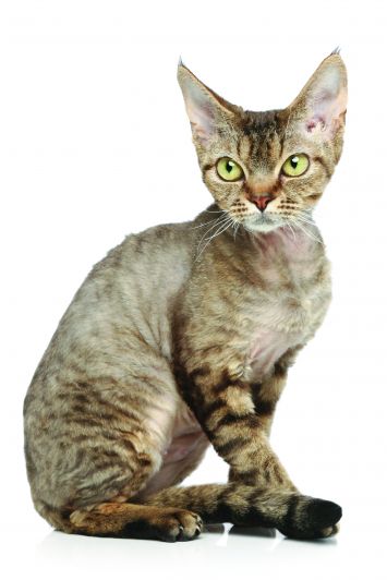 31 Top Photos Devon Rex Kittens For Sale : Devon Rex Cat Breed Information