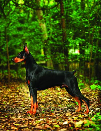 brown doberman dog