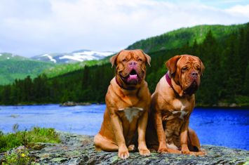 are french mastiffs quiet dogs