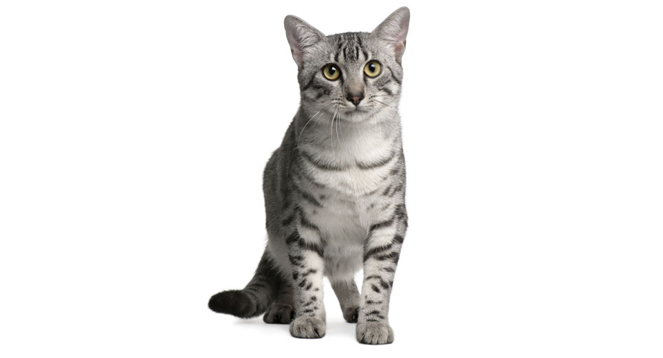 Tonkinese Cat Breed Profile Petfinder