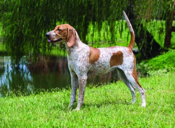 whats the best coon dog