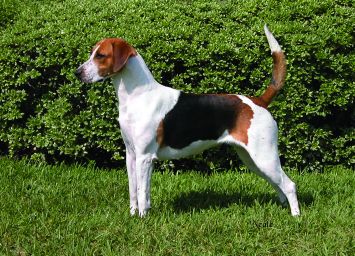 what is the breed of american foxhound