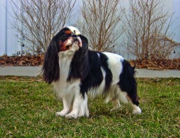 is a cavalier king charles spaniel the same as a toy spaniel