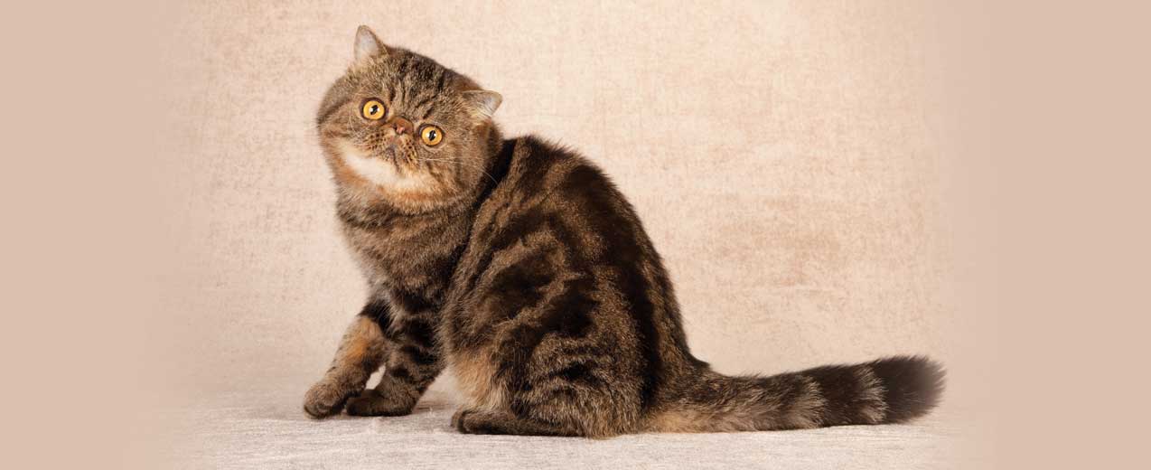 Exotic Shorthair Cat Breed Profile Petfinder