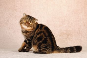 Exotic Shorthair
