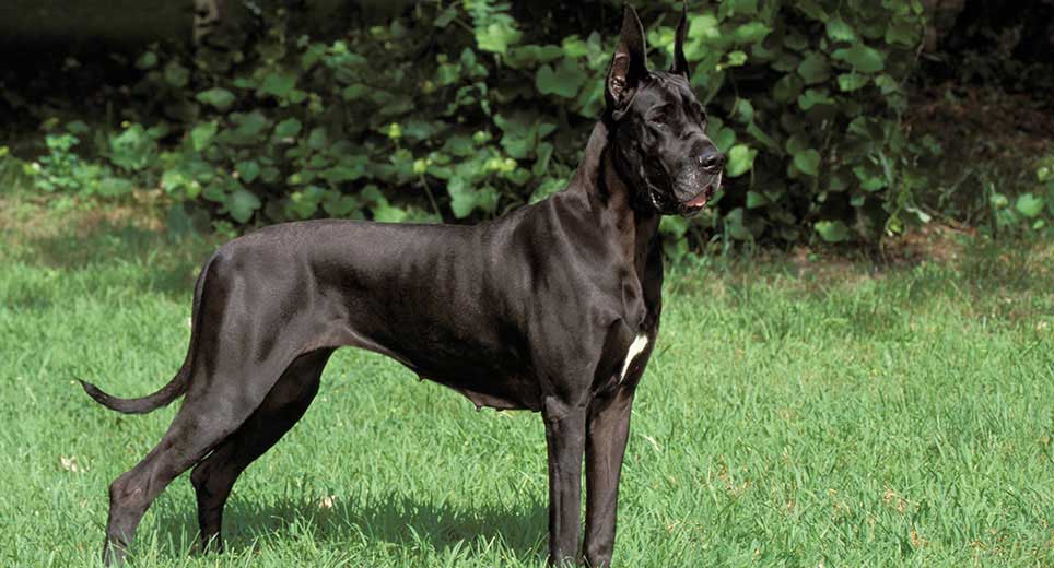 will a great dane protect you