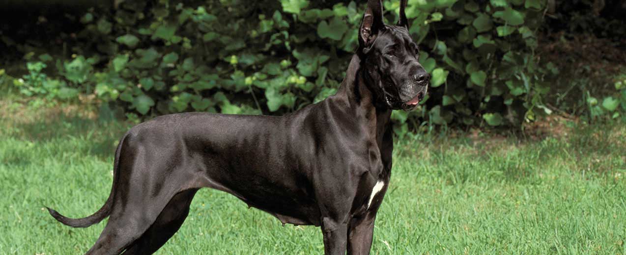 are mastiffs bigger than great danes