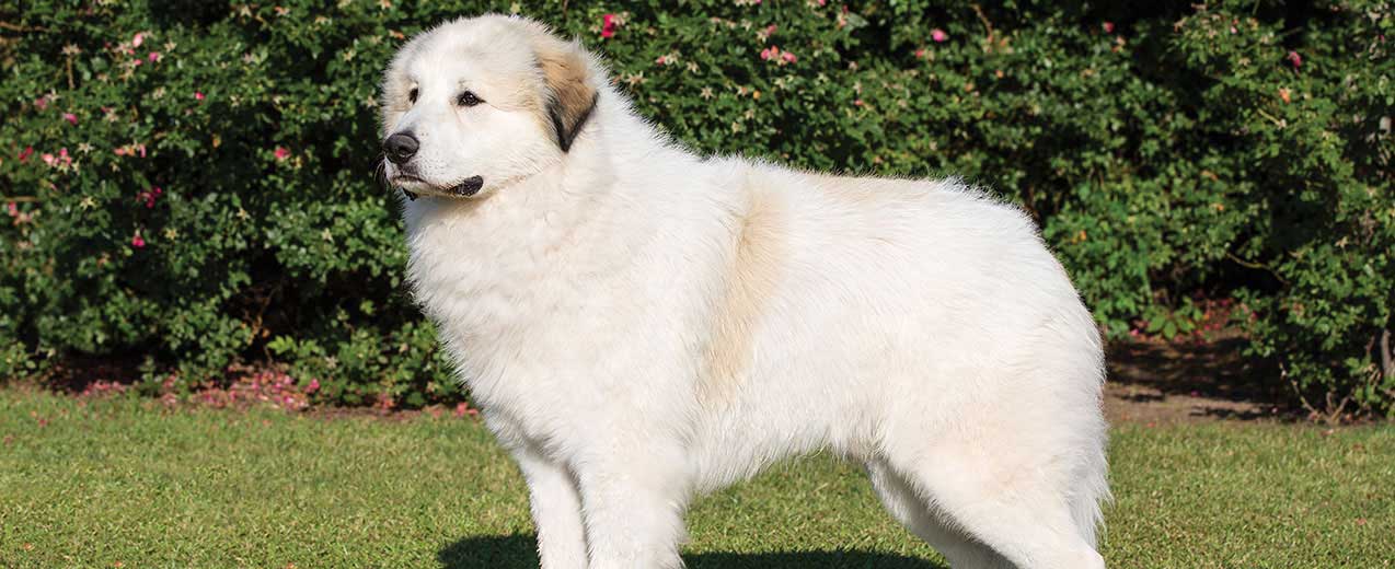 Great Pyrenees Dog Breed Profile Petfinder