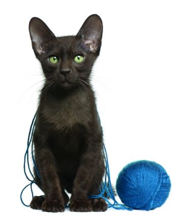 A short furred black cat with green eyes, sitting next to a ball of yarn.