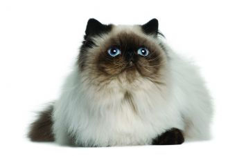 Image result for Persian cat