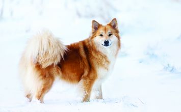 Icelandic Sheepdog