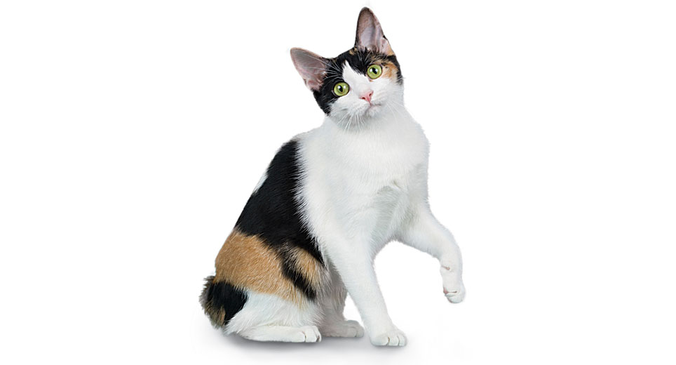 calico cat breed personality