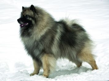 are white keeshond dog good with cats