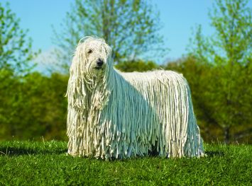 Komondor