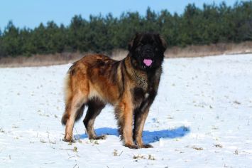 Leonberger