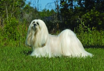 a lhasa apso breed dog breed