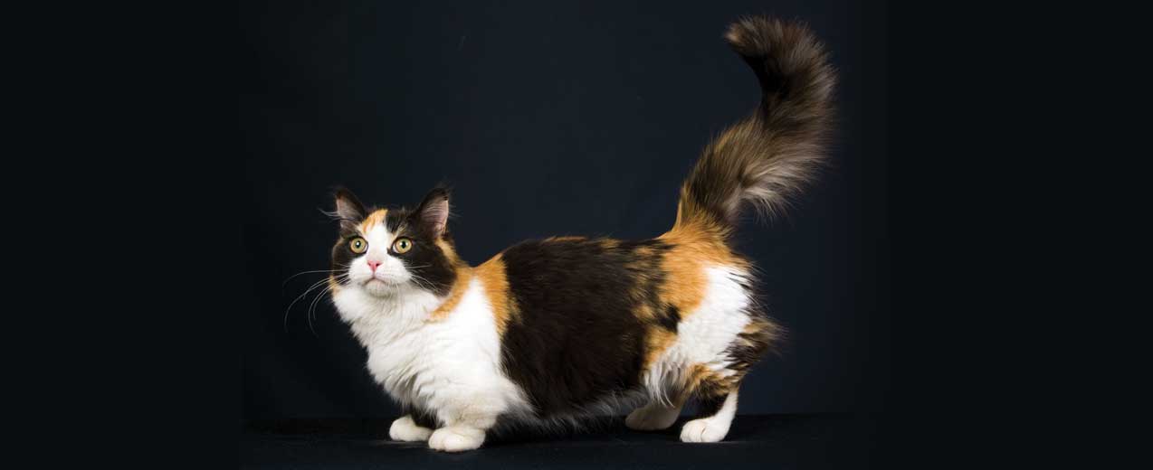 Munchkin cat