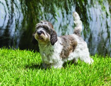 can petit basset griffon vendeen be white