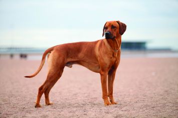 Rhodesian Ridgeback Dog Breed Profile Petfinder