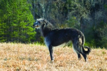 Scottish Deerhound