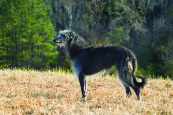 how long do pampas deerhounds live