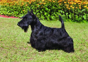 whats the difference between a schnauzer and a scottish terrier