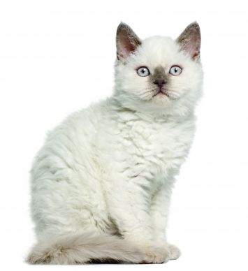 Selkirk Rex