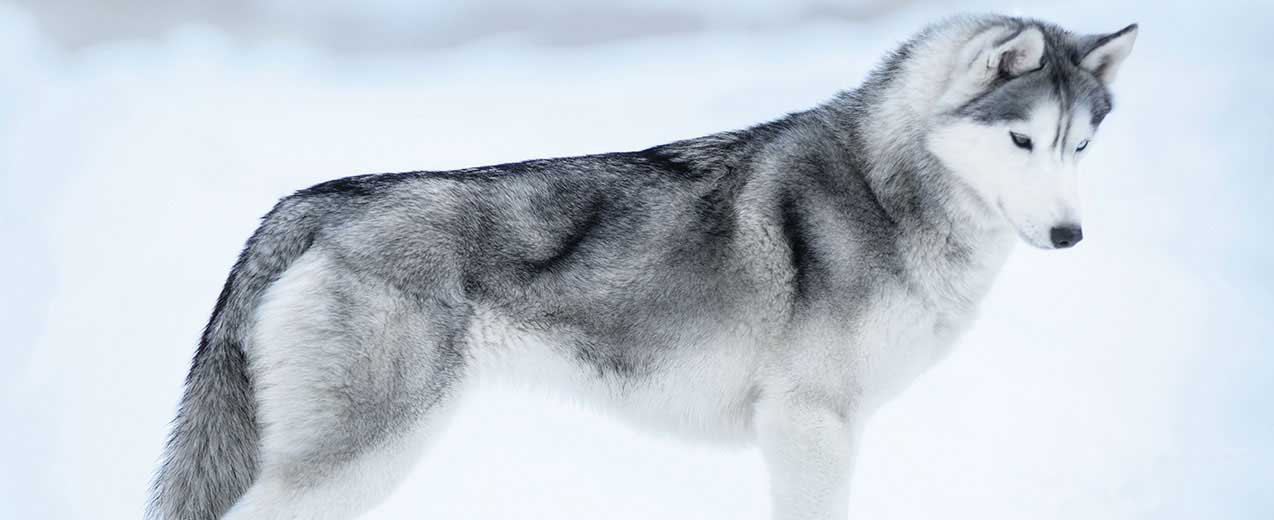 what breeds make up a siberian husky