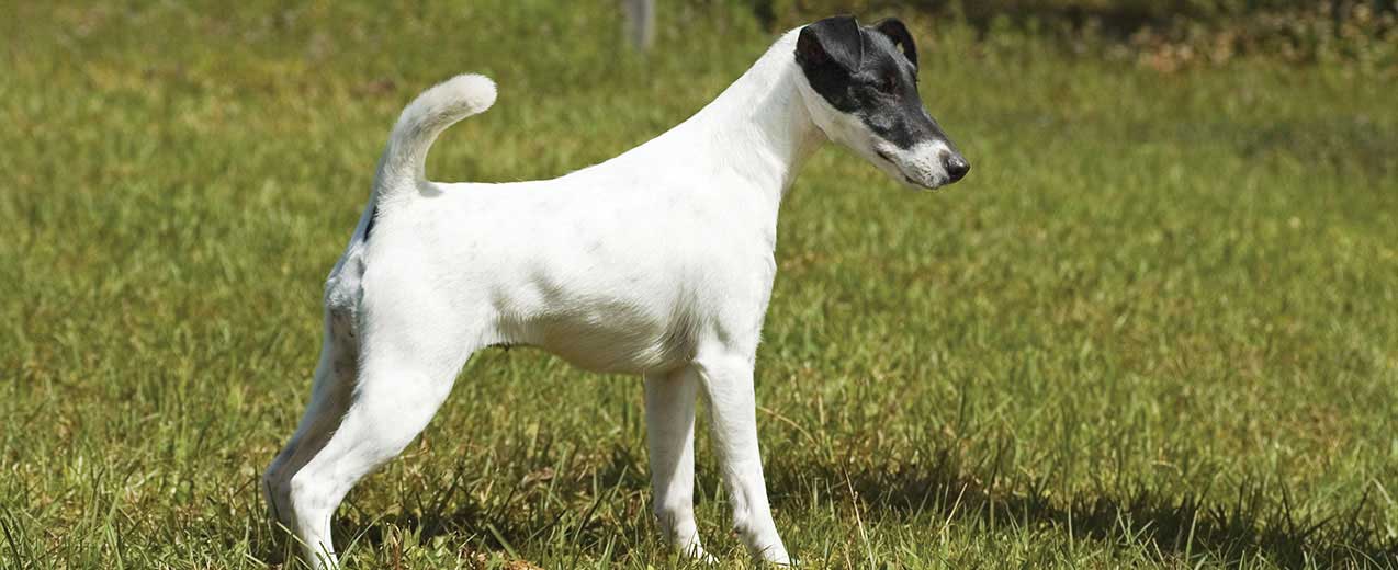 Smooth Fox Terrier Dog Breed Profile Petfinder