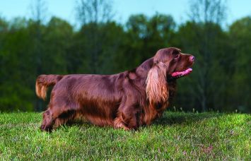 Sussex Spaniel