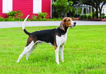 how to train a walker coon dog