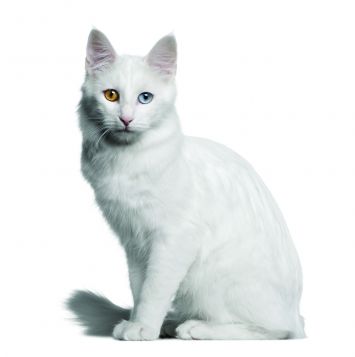 Turkish Angora Cat Breed Profile | Petfinder