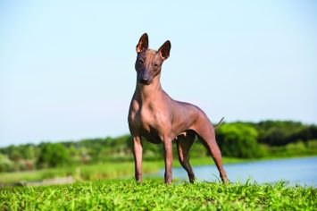 Xoloitzcuintli / Mexican Hairless