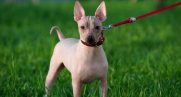 American Hairless Terrier
