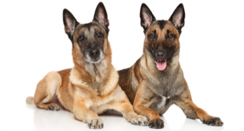 Belgian Shepherd Dog