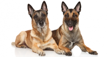 how do groomers bathe a belgian shepherd