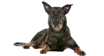 Dutch Shepherd