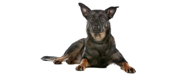 Dutch Shepherd Dog Breed Profile Petfinder Dutch Shepherd Dog Breed Profile Petfinder