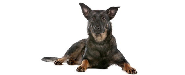 what does a dutch shepherd dog look like