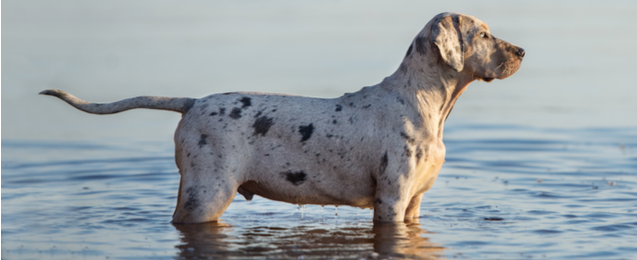 what breeds make up a catahoula leopard dog