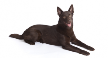 Australian Kelpie